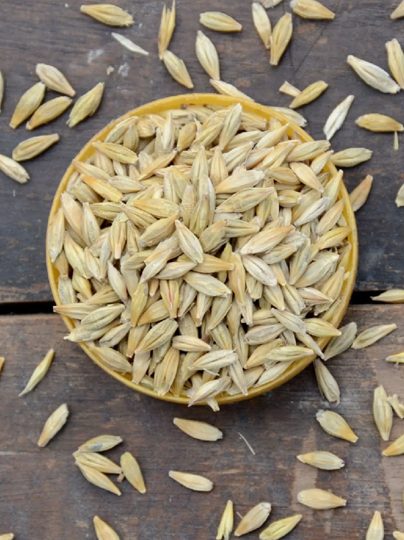 Barley