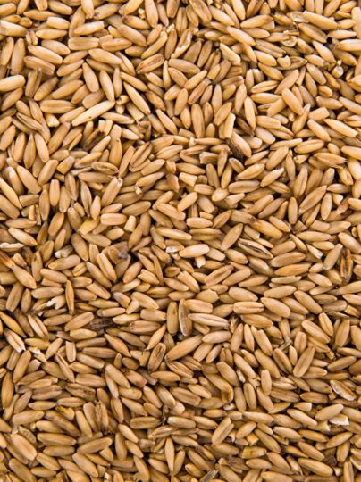 Wheat